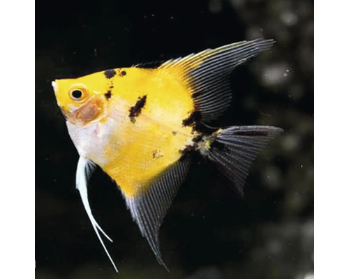 Žltá skalára do akvária