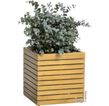 Drevený kvetináč s rastlinou eukalyptu