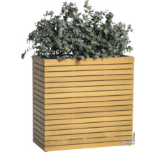 Drevený kvetináč s rastlinou eukalyptu