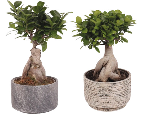 Figovník maloplodý FloraSelf Ficus microcarpa Ginseng s keramickým obalom Emma Ø 22 cm 1 ks, rôzne druhy