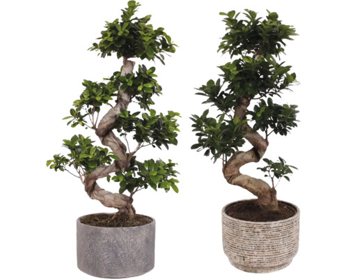 Figovník maloplodý S-SHAPE FloraSelf Ficus microcarpa Ginseng s keramickým obalom Emma Ø 26 cm 1 ks, rôzne druhy