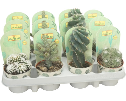 Kaktus špeciálny mix FloraSelf výška cca 12 cm kvetináč Ø 8,5 cm 1 ks, rôzne druhy