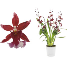 Orchidea s červenými kvetmi v bielom kvetináči