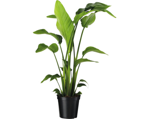 Strelícia natalská FloraSelf Strelitzia Nicolai výška cca 90 cm kvetináč Ø 19 cm Strelicie v čiernom kvetináči.