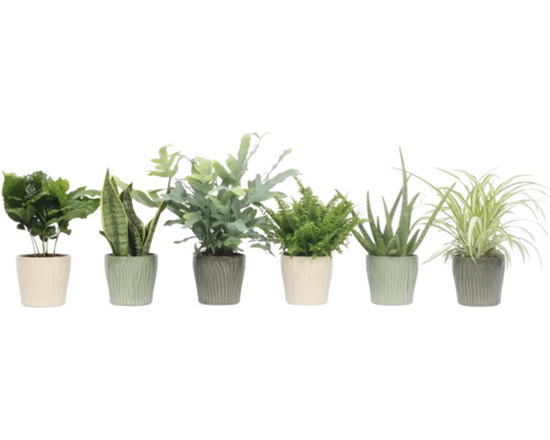 Izbová rastlina zelený mix v keramike FloraSelf kvetináč Ø 12 cm 1 ks, rôzne druhy