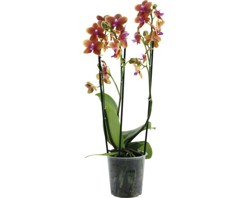 Orchidea FloraSelf Phalaenopsis výška cca 40 cm kvetináč Ø 12 cm 3 výhony 1 ks, rôzne farby