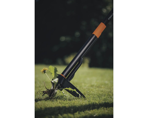 Vypichovač buriny v akcii, odstraňuje jednotlivú kvetinu z trávnika