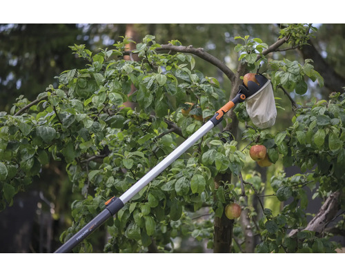 Zber jabĺk so zberačom ovocia v záhrade