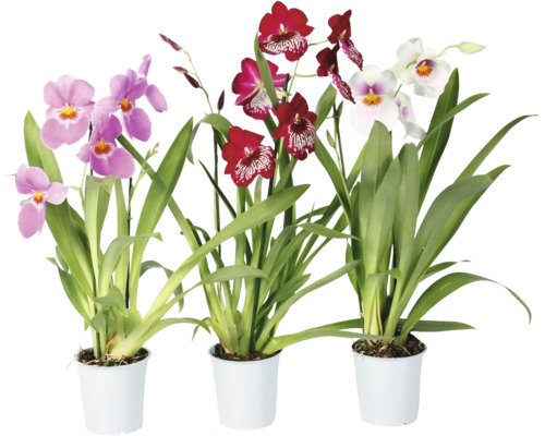 Miltónia orchidea FloraSelf Miltonia výška 40-50 cm kvetináč Ø 12 cm 2 výhony 1 ks, rôzne farby