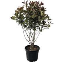 Photinia Red Robin ako ker v kvetináči
