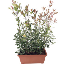 Červienka v kvetináči hotový živý plot dĺžka 80 cm výška cca 125-150 cm FloraSelf Photinia fraseri 'Red Robin'