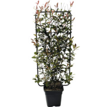 Photinia Red Robin na mriežkovej opore v kvetináči