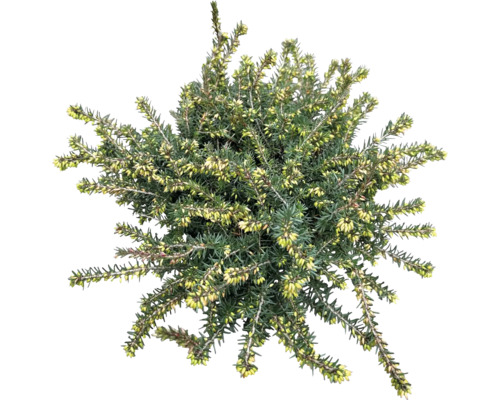 Vresovec darlejský FloraSelf Erica darleyensis kvetináč Ø 12/12 cm 1 ks, rôzne druhy Vresovisková rastlina so zelenými listami a žltými kvetmi