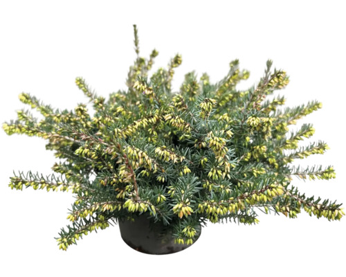 Vresovec v kvetináči