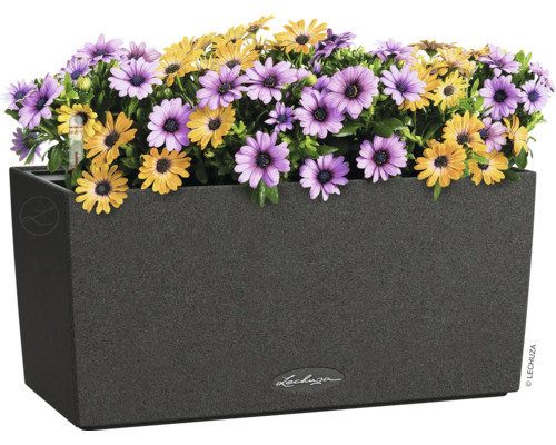 Obdĺžnikový kvetináč so žltými a fialovými sedmokráskami