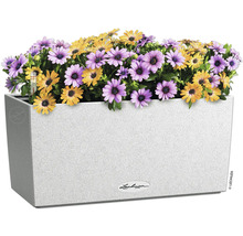 Kvetináč s fialovými a žltými margarétkami