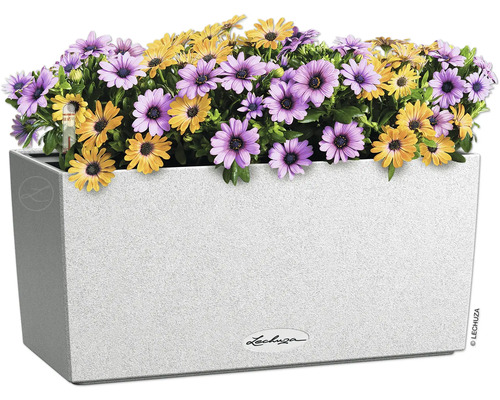 Kvetináč s fialovými a žltými margarétkami