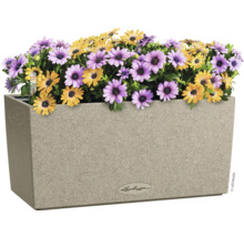 Kvetináč so žltými a fialovými margarétkami