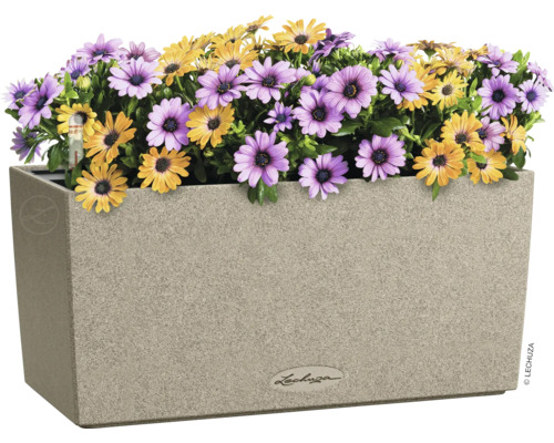 Kvetináč so žltými a fialovými margarétkami