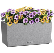 Obdĺžnikový kvetináč so žltými a fialovými sedmokráskami