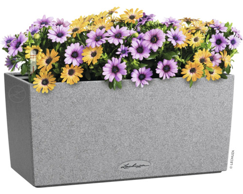 Obdĺžnikový kvetináč so žltými a fialovými sedmokráskami