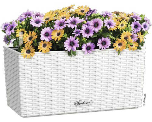 Kvetináč s fialovými a žltými margarétkami