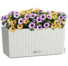 Kvetináč s fialovými a žltými margarétkami