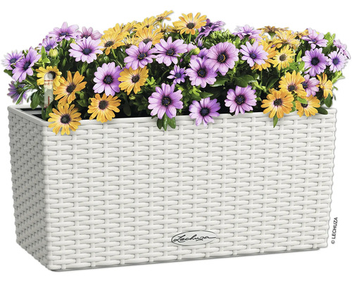 Kvetináč s fialovými a žltými margarétkami