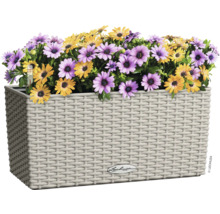 Kvetináč so žltými a fialovými margarétkami