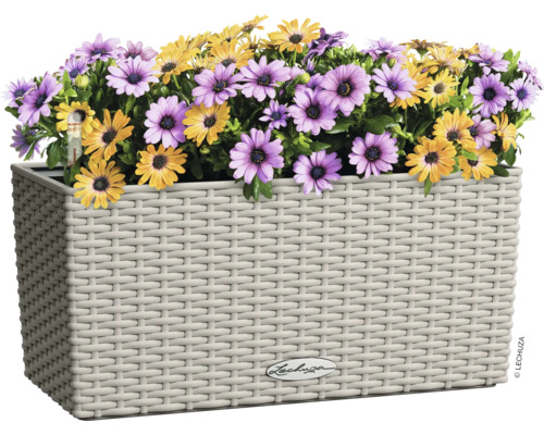 Kvetináč so žltými a fialovými margarétkami