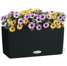 Kvetináč so žltými a fialovými kvetmi