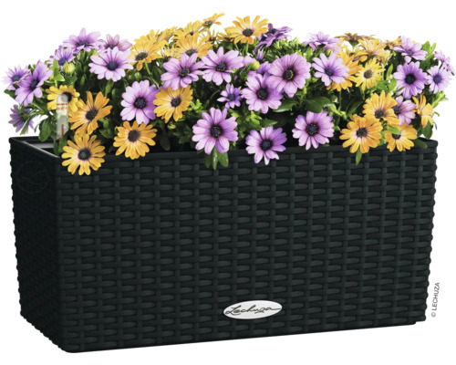 Kvetináč so žltými a fialovými kvetmi