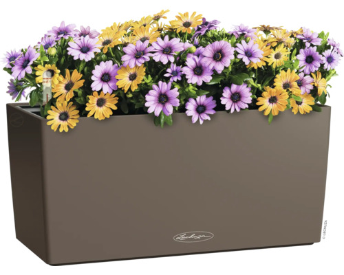 Kvetináč s fialovými a žltými sedmokráskami