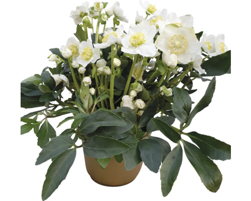 Čemerica čierna FloraSelf Helleborus niger WinterSun® 'Excellent' kvetináč Ø 21 cm