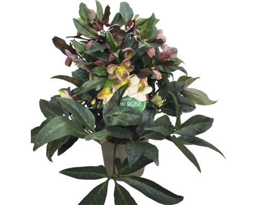 Čemerica čierna FloraSelf Helleborus 'Maestro' kvetináč Ø 21 cm
