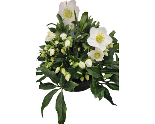 Čemerica čierna FloraSelf Helleborus niger Christrose WinterSun® 'Pure' kvetináč Ø 27 cm