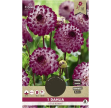 Balenie jednej georgíny Little Robert