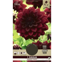 Produktové balenie Florex Dahlia Arabian Night