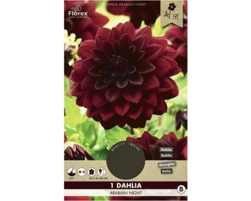 Cínia Florex Dahlia 'Arabian Night' 1 ks