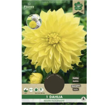 Dália Kelvin Floodlight, cibuľovitá rastlina