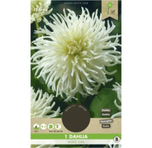 Balenie bielej georgíny ''White Star''