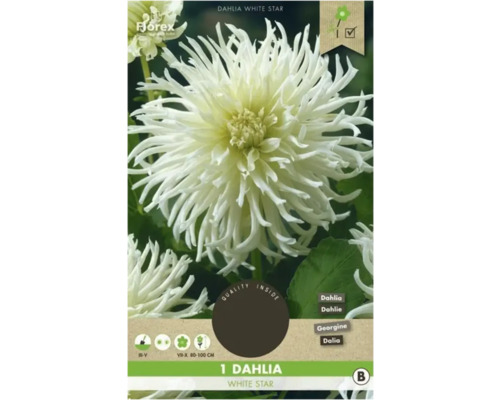 Cínia Florex Dahlia 'White Star' 1 ks