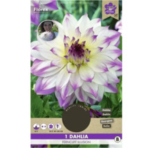 Dália Ferncliff Illusion, jedna kvetina
