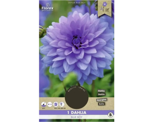 Cínia Florex Dahlia 'Blue Boy' 1 ks