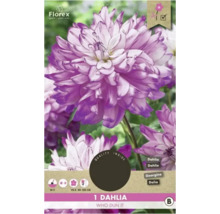 Cibuľka georgíny ''Who Dun It''