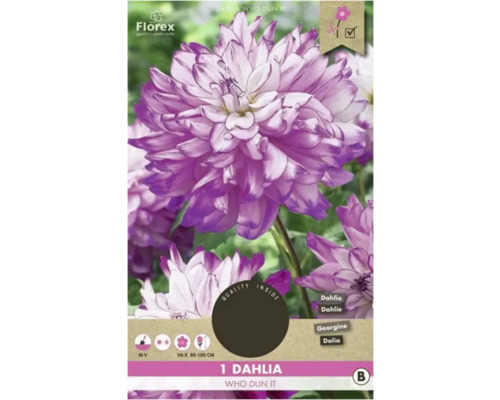 Cínia Florex Dahlia 'Who Dun It' 1 ks