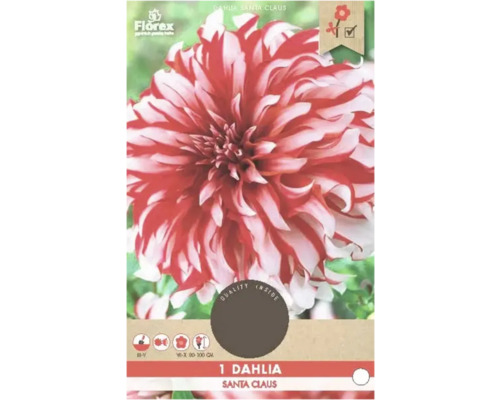 Cínia Florex Dahlia 'Santa Claus' 1 ks