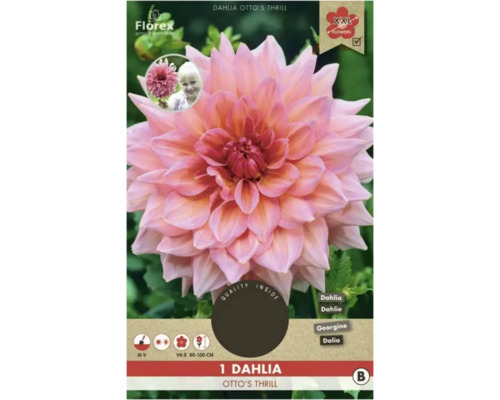 Cínia Florex Dahlia 'Otto's Thrill' 1 ks