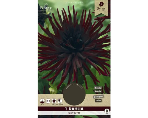 Cínia Florex Dahlia 'Nuit d'été' 1 ks