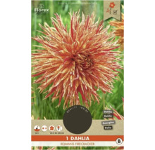 Dália Rejmans Firecracker